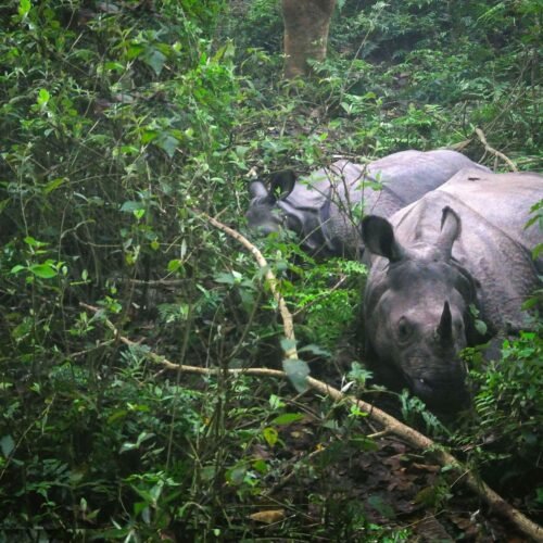 Bardiya National Park Tour