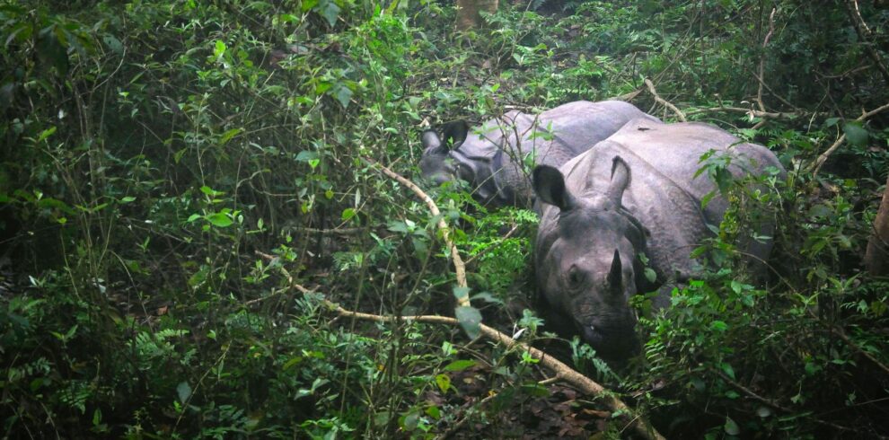 Bardiya National Park Tour