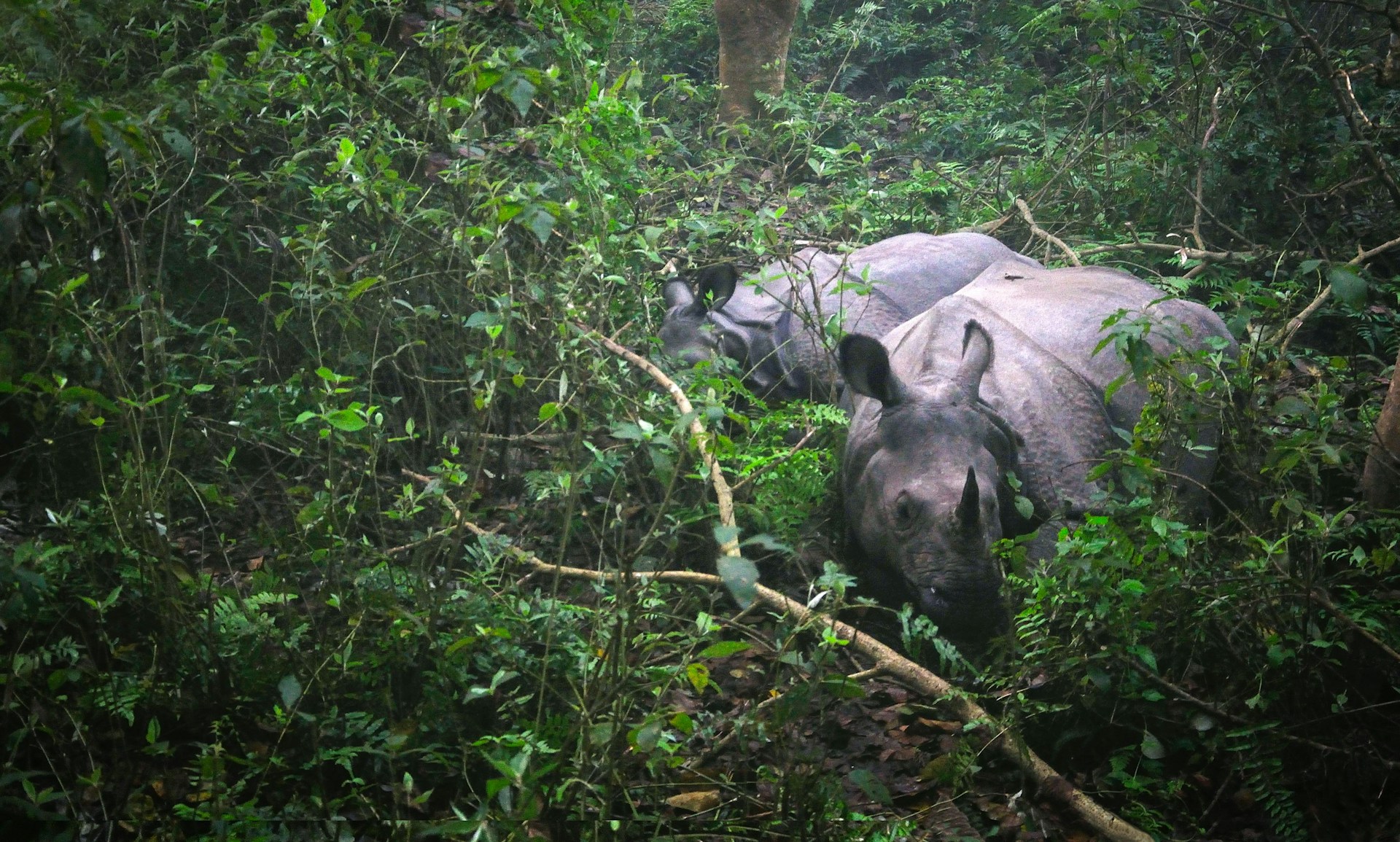 Bardiya National Park Tour