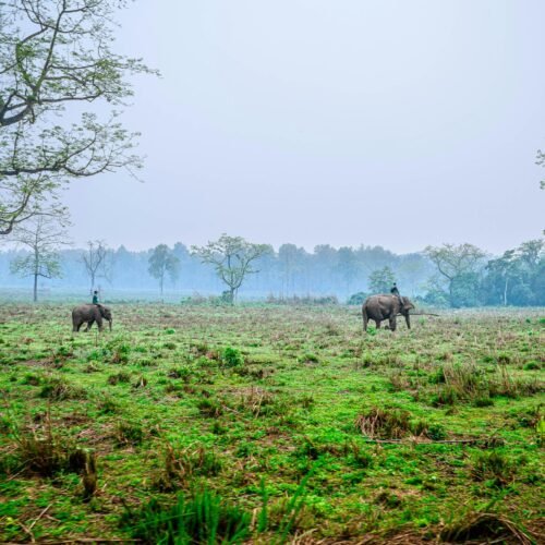 Chitwan National Park Tour