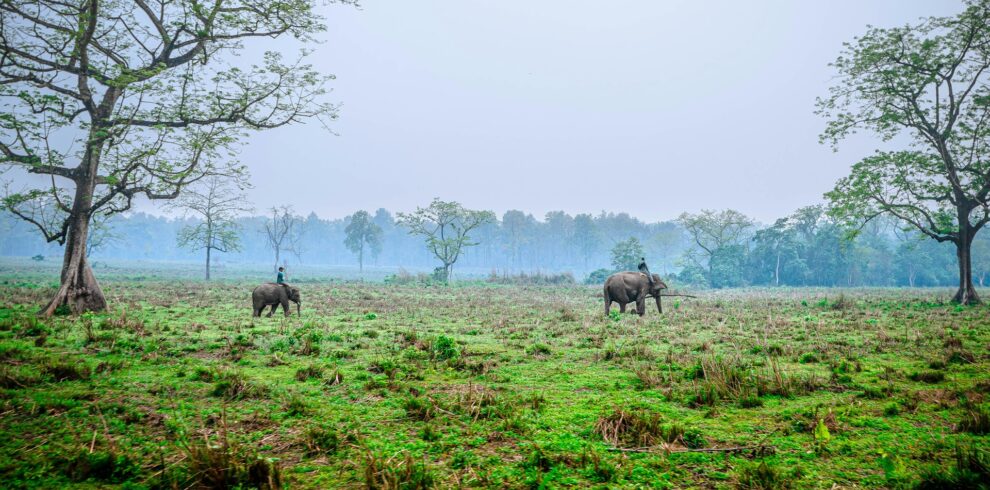Chitwan National Park Tour
