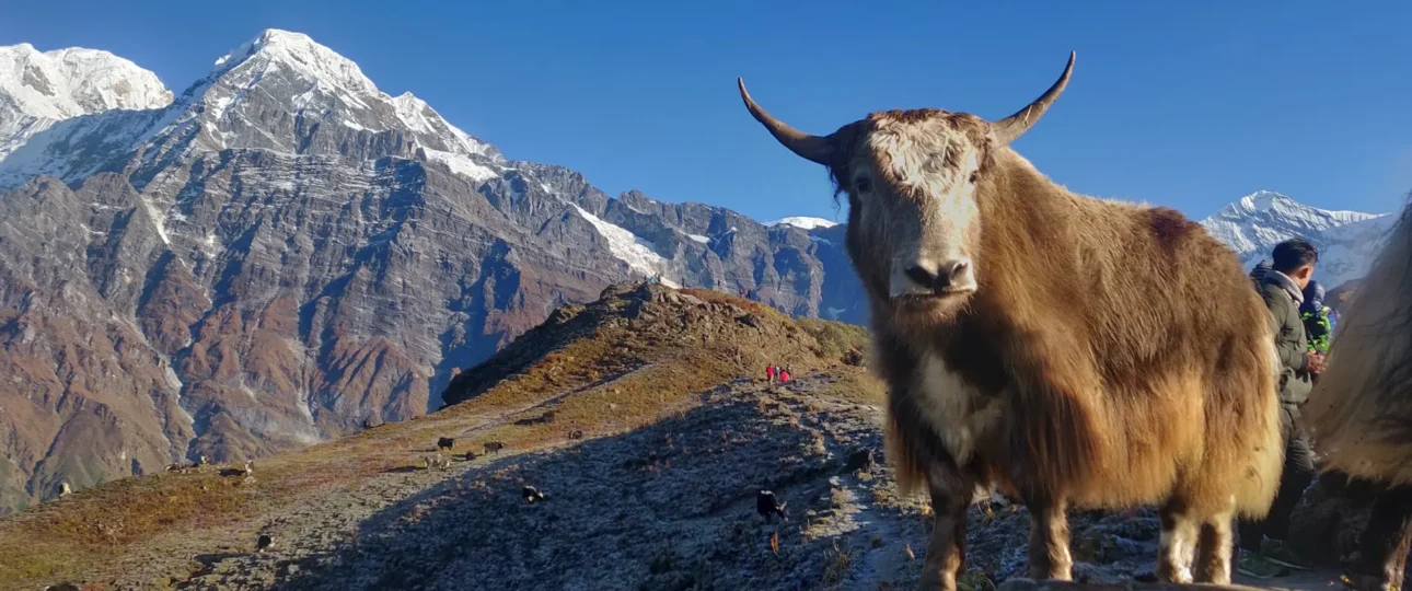 Mardi Himal
