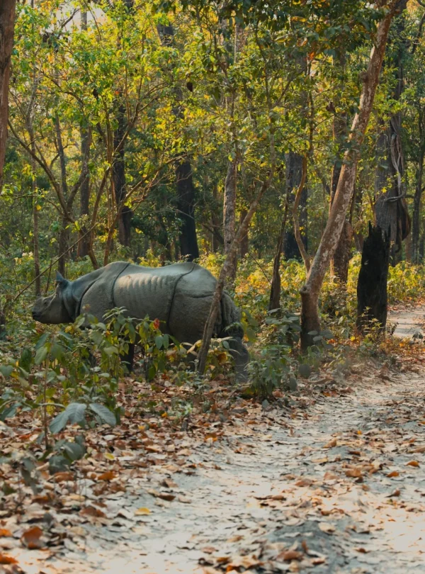 Nepal Jungle Safari
