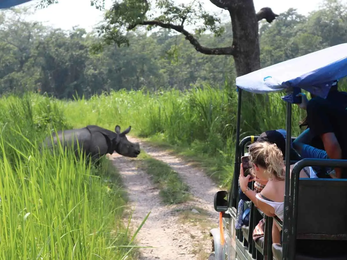 Rhinoceros in Chitwan