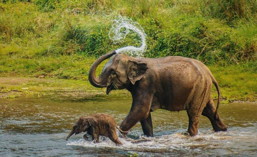 Chitwan Elephants