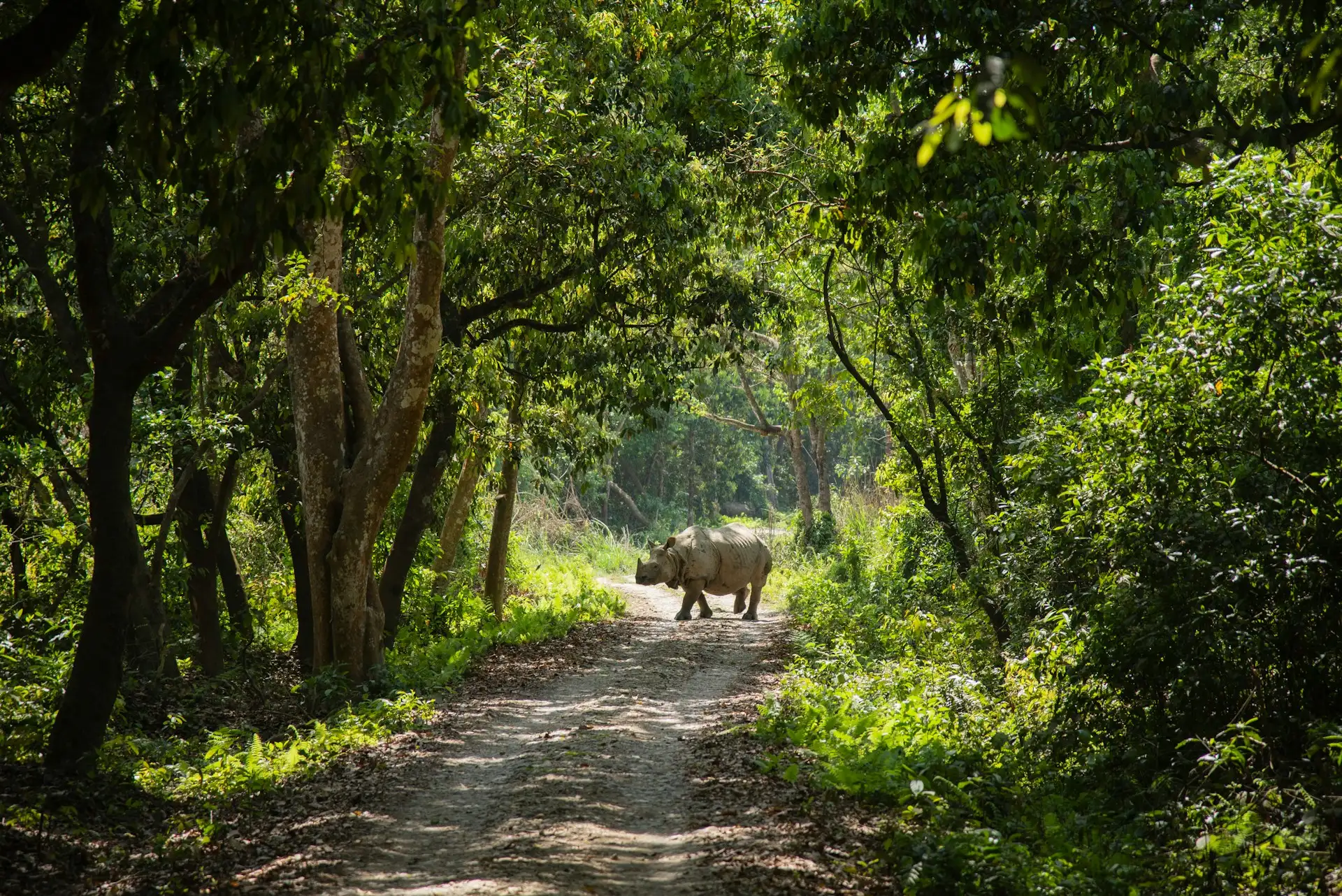 chitwan rhino in forest- facts about nepal