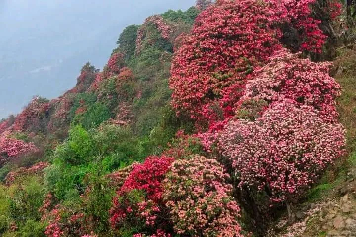 Flowers in Nepal Himalaya Region