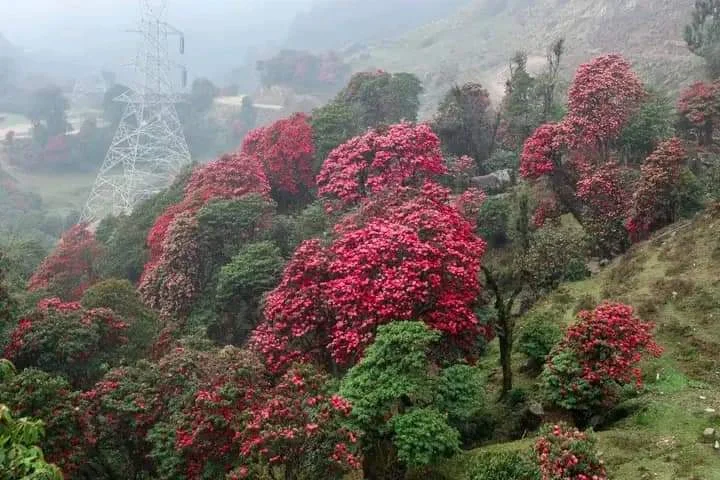 Flowering in Hill Region