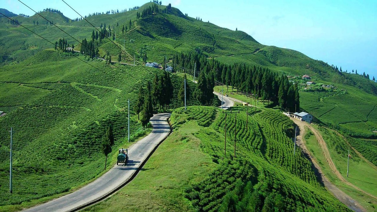 Ilam Tea Gardens