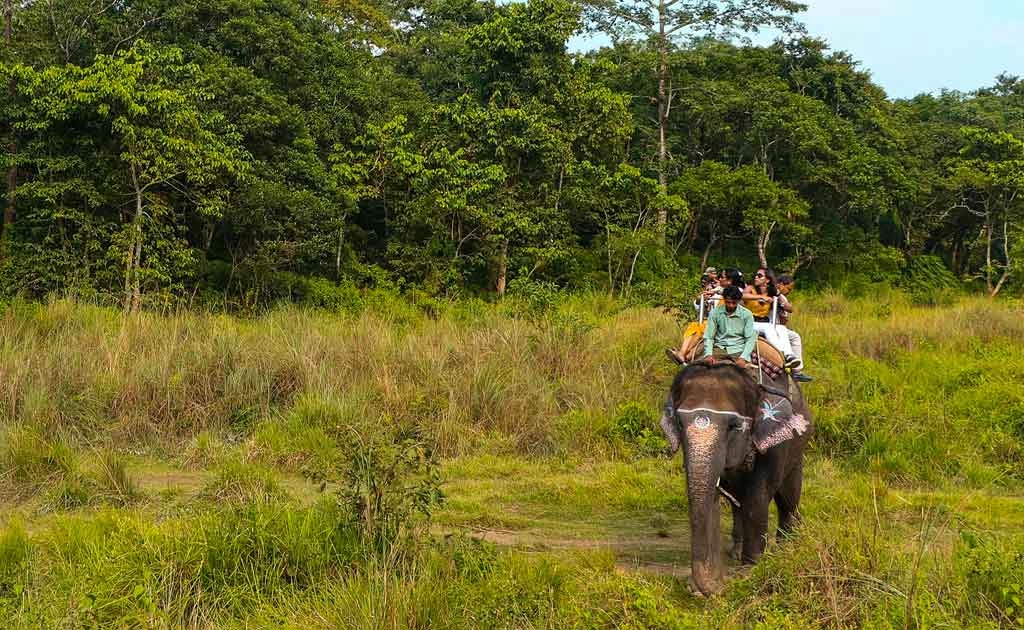 Chitwan Jungle Canopy