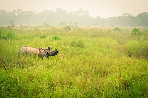 Chitwan Rhino